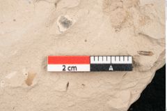 Foto (Detailansicht) von Taxodium distichum miocenicum Heer (NHMW-GEO-2024-0188-6416)